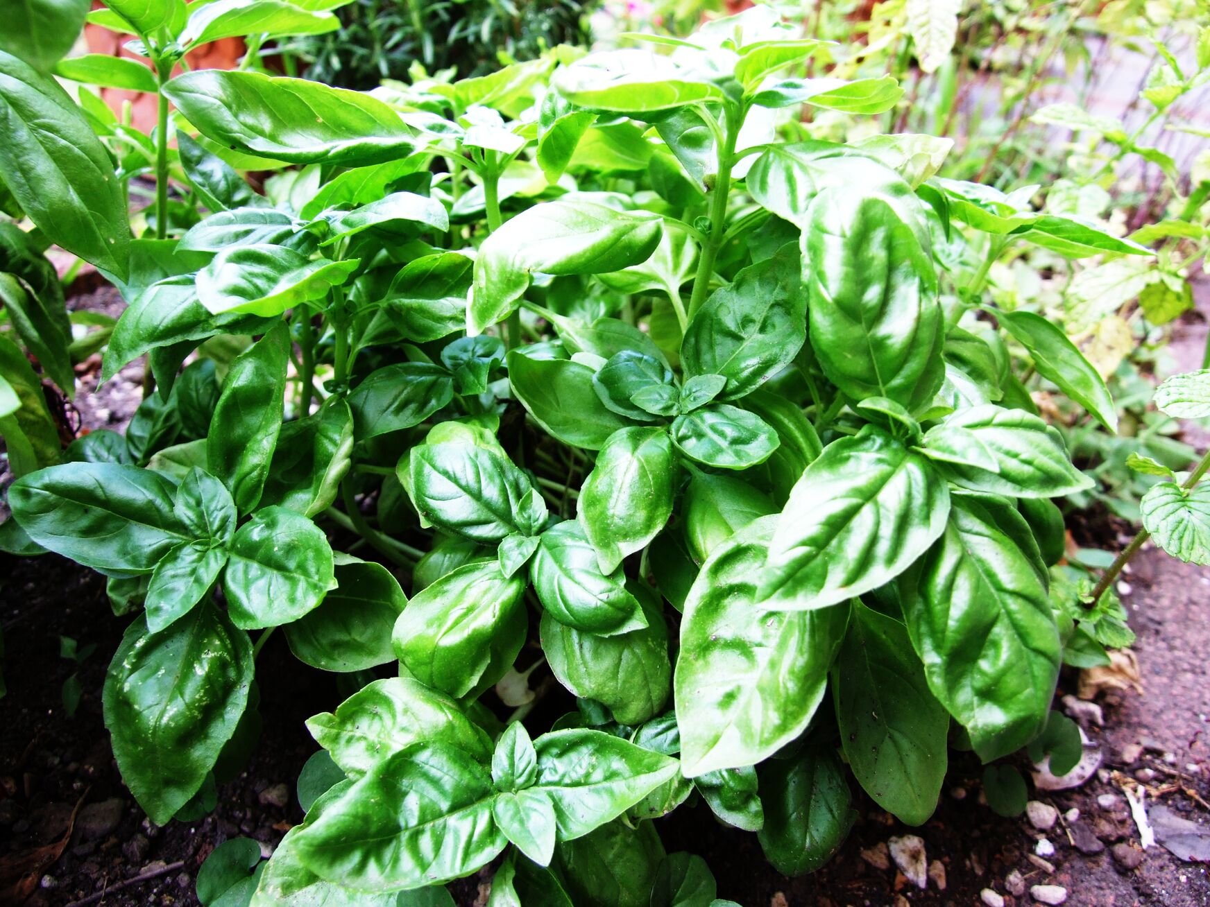 author: Michael Castielli, license: CC BY-SA 3.0 Unported basil plant